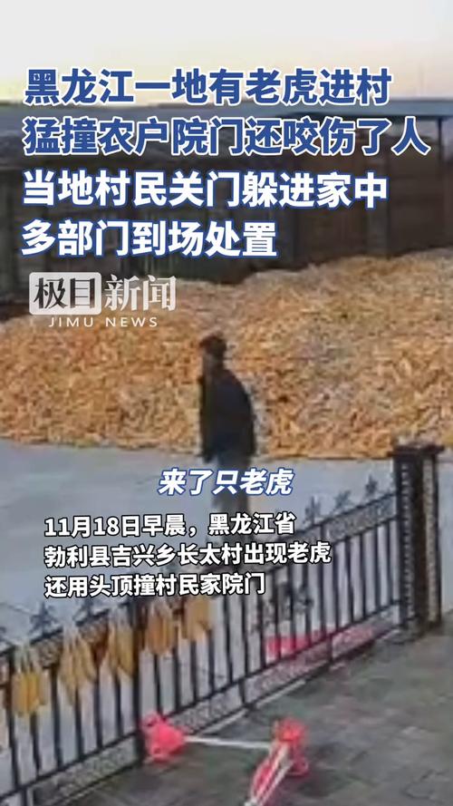 老虎闯院咬死羊和狗;老虎闯院咬死羊和狗视频