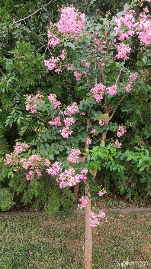 花粉过敏元凶是树;花粉过敏是什么树