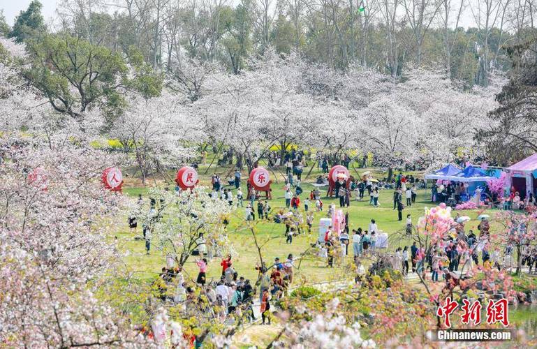 武汉樱花吹成樱花雨;武汉樱花吸引四方游客,一群