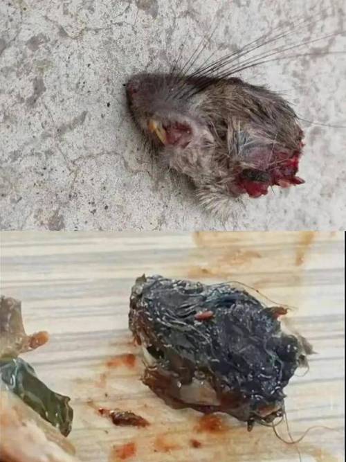 指鼠为鸭局长疑升职;
