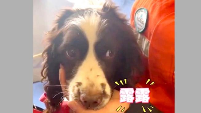 搜救犬在缅吃冰降温;搜救犬冰洁视频