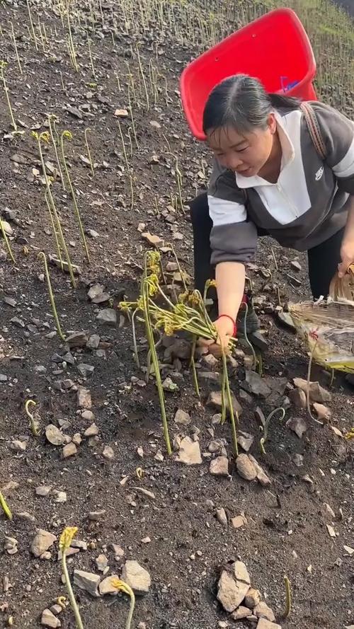 男子高速停车采蕨菜;