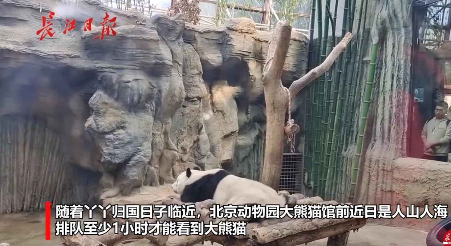 2025年天天彩资料大全和4旅日大熊猫将回国与旅日20年熊猫将回国 视频